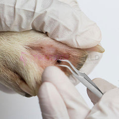 tweezers for ticks