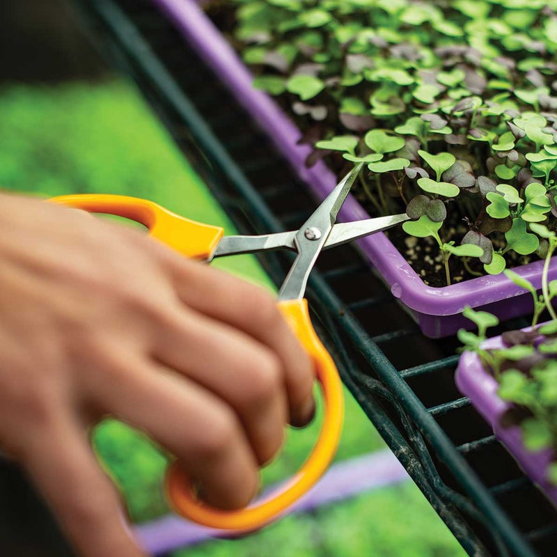 Grape Scissors Cutting - TWEEZER WORLD