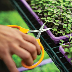 Grape Scissors Cutting - TWEEZER WORLD